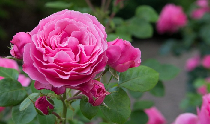 hgic shrub pink rose