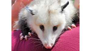 opossum horizontal 1