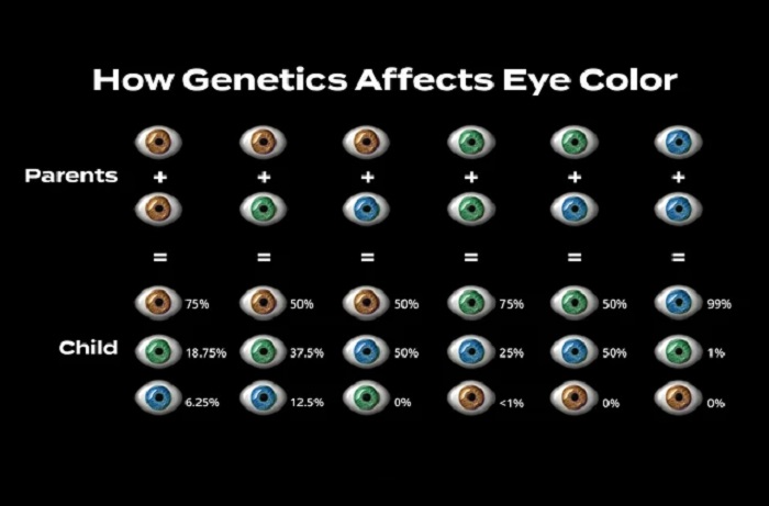 The Genetics of Eye Color