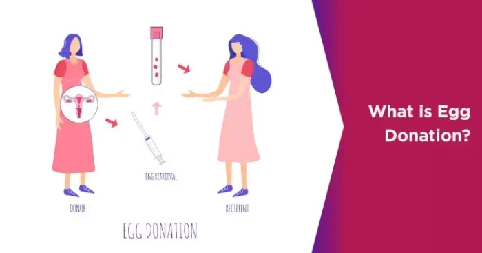 What Does Donating Eggs Mean e1758013605221